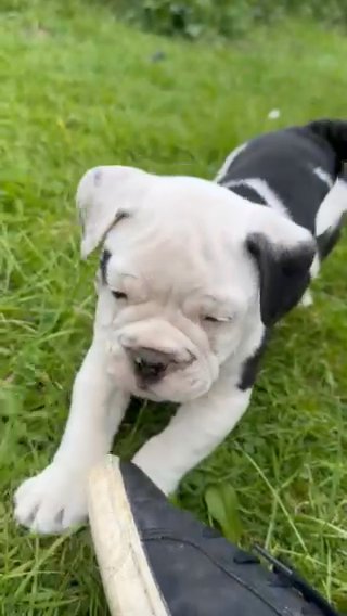 Kong Black Tri Pied Male in London