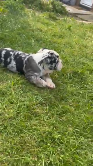 Pixel Black Tri Merle Male in London