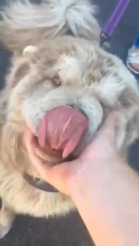Chow Chow? in Harlow