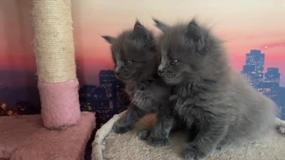 maine coon kitten in Coventry