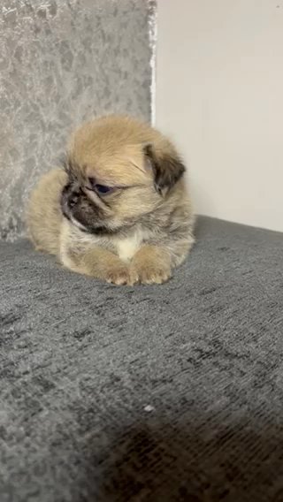 Shih Tzu in Edinburgh