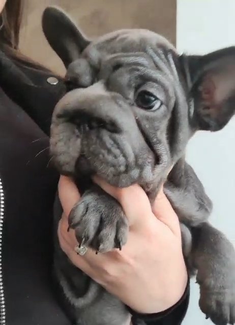 SOLID BLUE BIG ROPE FEMALE in Denbighshire
