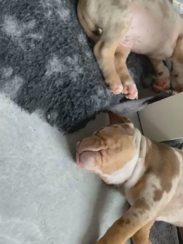 Pocket Bullys in Sheffield