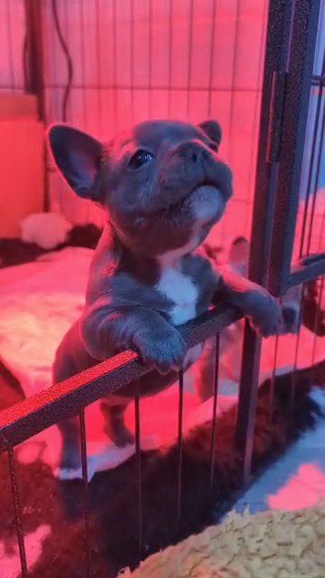 KC Pedigree French bulldog puppy ?? in Sheffield