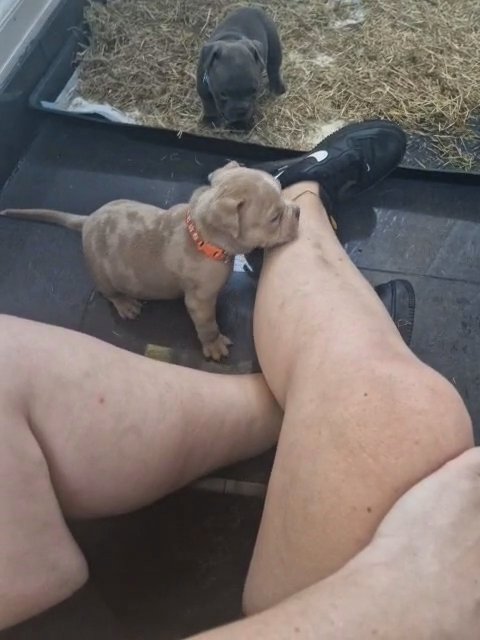 American pocket bullies ready now in Manchester