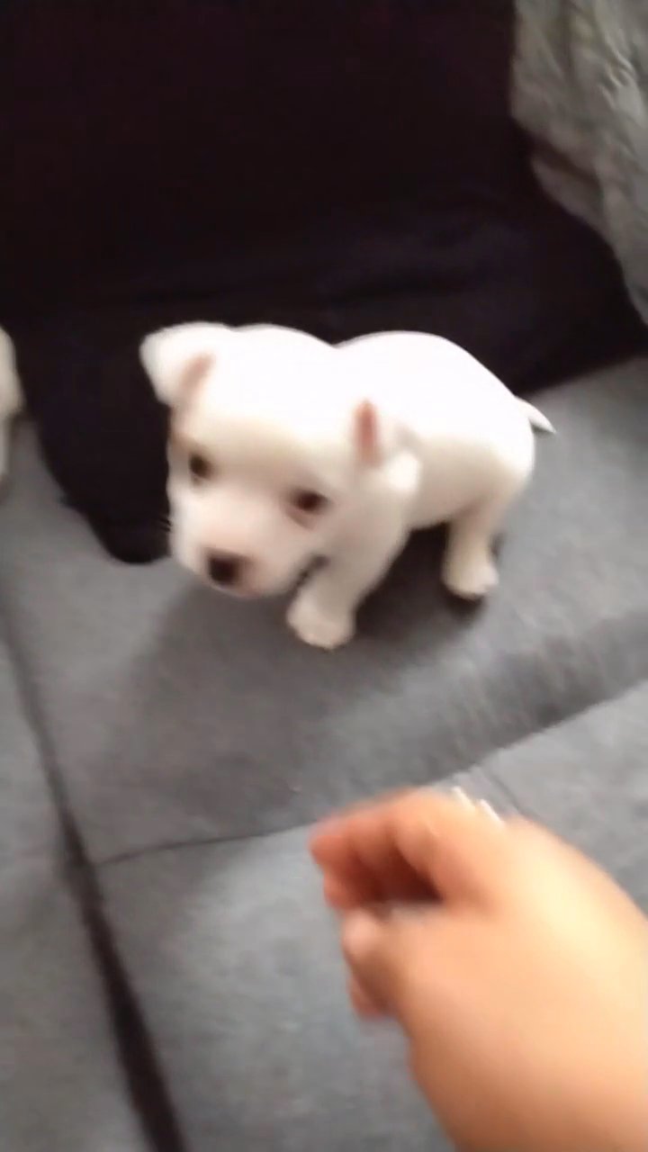 puppy in Doncaster