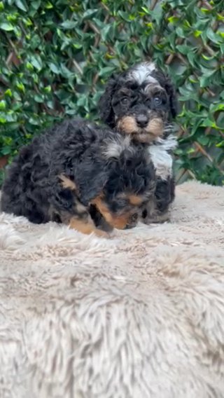 Merle & Phantom Cavapoos in Dudley