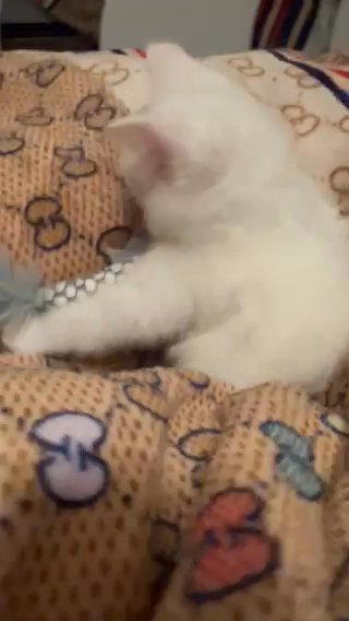 Three beautiful kittens in Ashfield