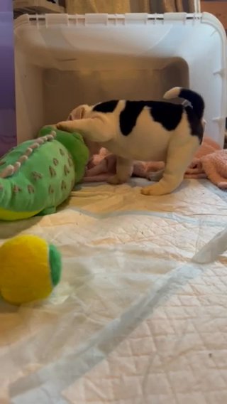 ?? Zilla ?? Black Tan Pied Olde English Bulldog in London