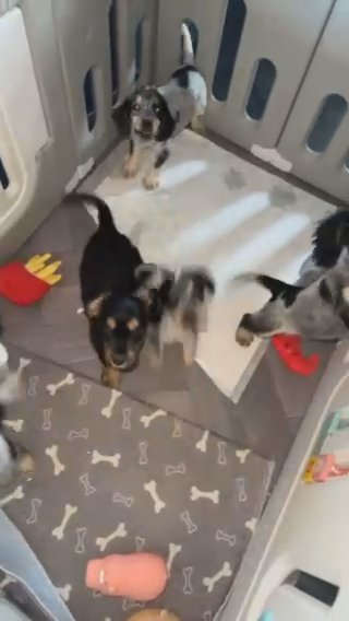 Kc Show Cocker Spaniel puppies in Calderdale