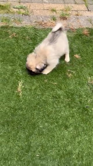 Pug in London