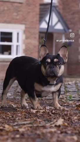 Beautiful Black And Tan Female Frenchy in Berkshire