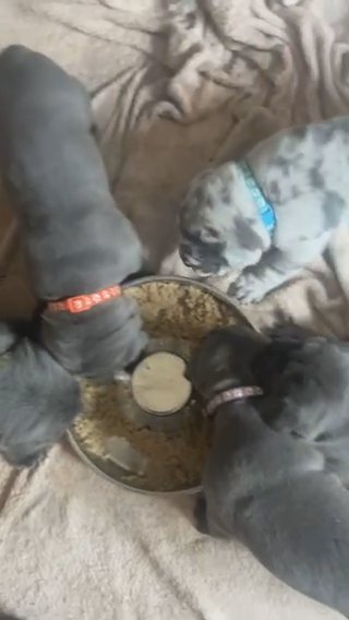 Cane Corso Pups in Wakefield