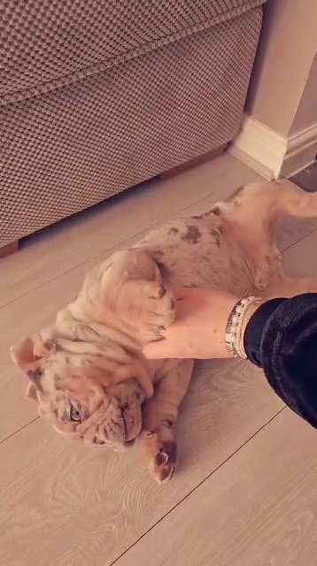 English bulldog in Bromsgrove Worcestershire