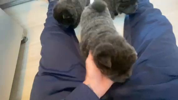 Chow Chow Blue Girl and boy available in Sheffield