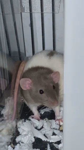 2 Lovely Female Dumbo Rats With Full Set Up in Bristol