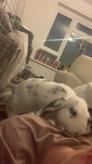 Rabbit For Sale in Kirklees