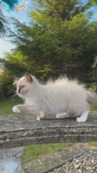 ⭐️STUNNING SHOW CLASS⭐️GCCF Registered • Seal Mitted Ragdoll in Lincoln