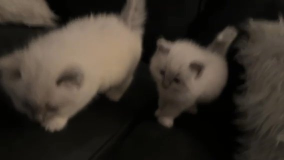 Ragdoll Cats And Kittens in Cardiff