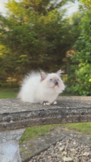 GCCF⭐️Seal Mitted Ragdoll Girl • PearlDolls Espresso in Lincoln