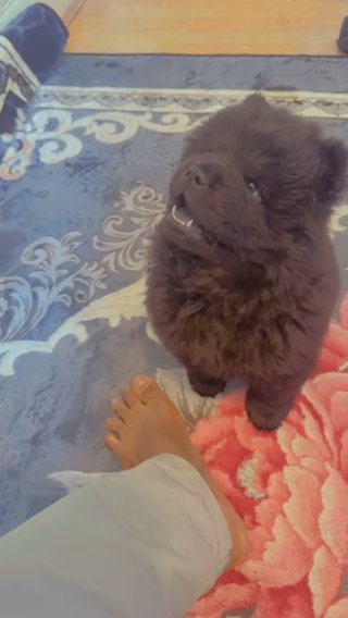 Chow Chow Black Fur in London