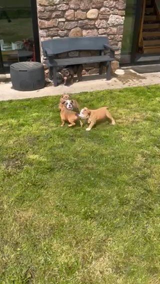 English Bulldogs in Swansea
