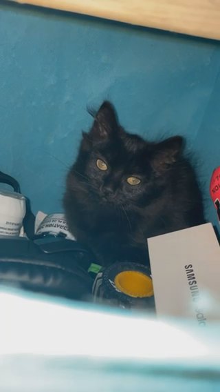 Black Kitten Needing New Home in North Hertfordshire