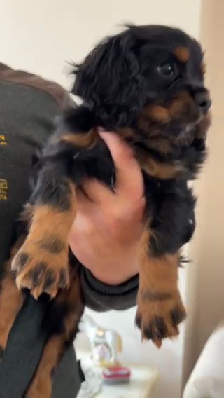 Cavalier King Charles Boy in South Staffordshire