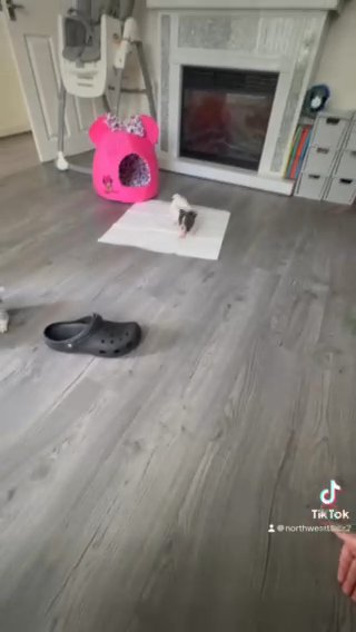 Kc Reg French Bulldogs in St. Helens