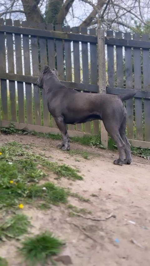 female cane corso for sale in Bradford