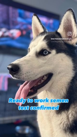 siberian Husky STUD ONLY in Colchester