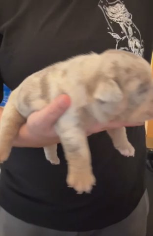 Olde English Bulldog Puppies in London