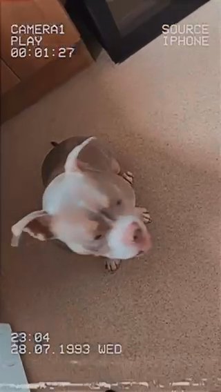 Lovely 1 And Half Year Old Female Pocket Bully in Cardiff