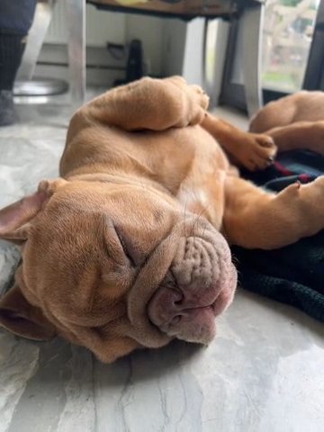 English Bulldog in Swansea