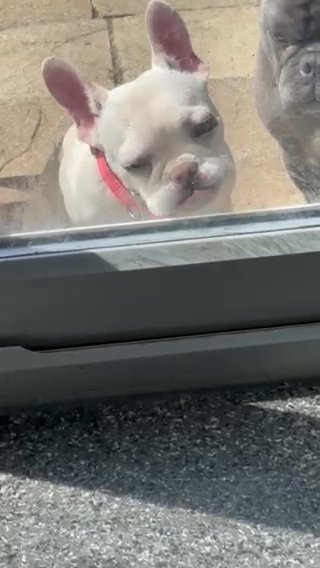 French Bulldog Puppy SOLD in Sussex