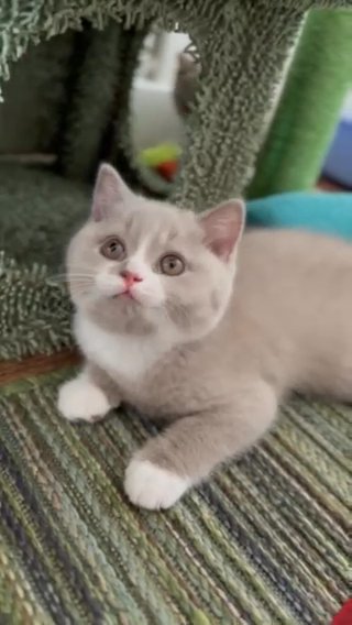 Lilac Bi BSH Boy- Tica Registered in Wigan