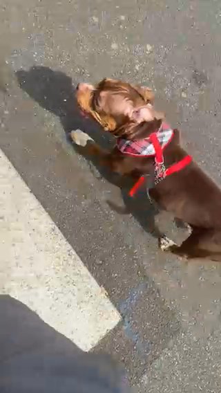 *Still Available* Female Pocket Bully in Birmingham