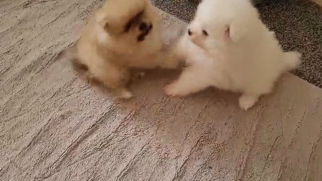 xs pomeranian  boy in Manchester