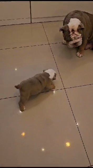 stunning English Bulldog pups in Redditch