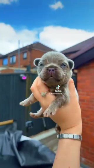 New Shade Fluffy French Bull Dog in Swansea