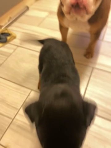 Female Rottweiler in Telford and Wrekin