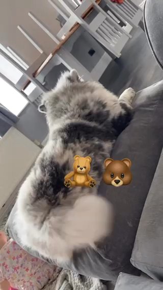 6 month old Chow Chow Merle in Gwynedd