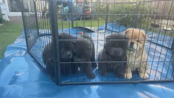 Chow Chows in Wolverhampton