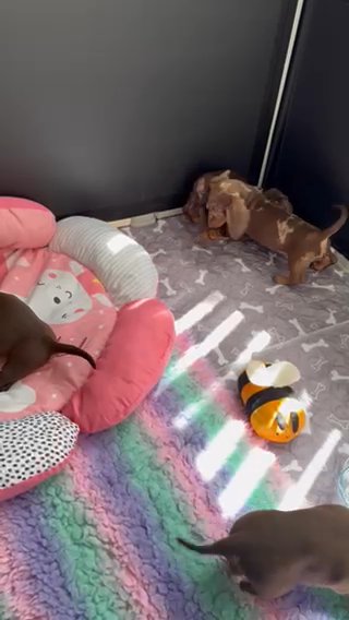 Chocolate Miniature Dachshunds in Manchester