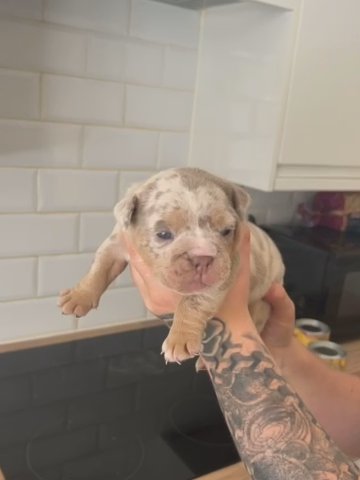 Olde English Bulldogge Puppies in London