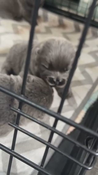 Chow Chow Pups in Wolverhampton