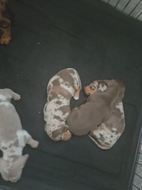 Quality minature daschunds in Liverpool