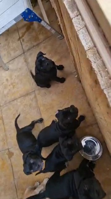 ready now cane xorso pups in Norwich