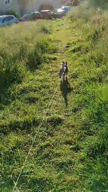 Merle chihuahua in Dudley