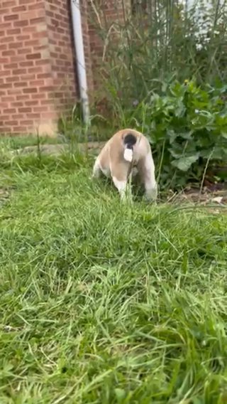 Last Male Available in London